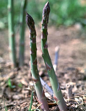 Asparagus officinalis
