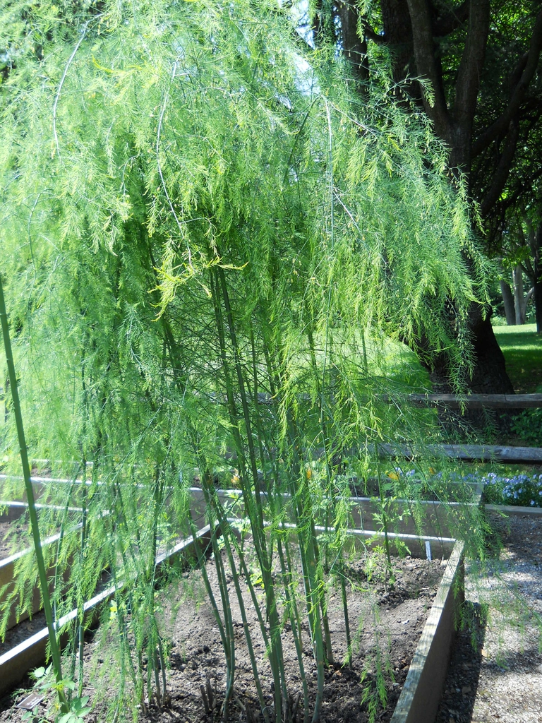 Asparagus in raised bed