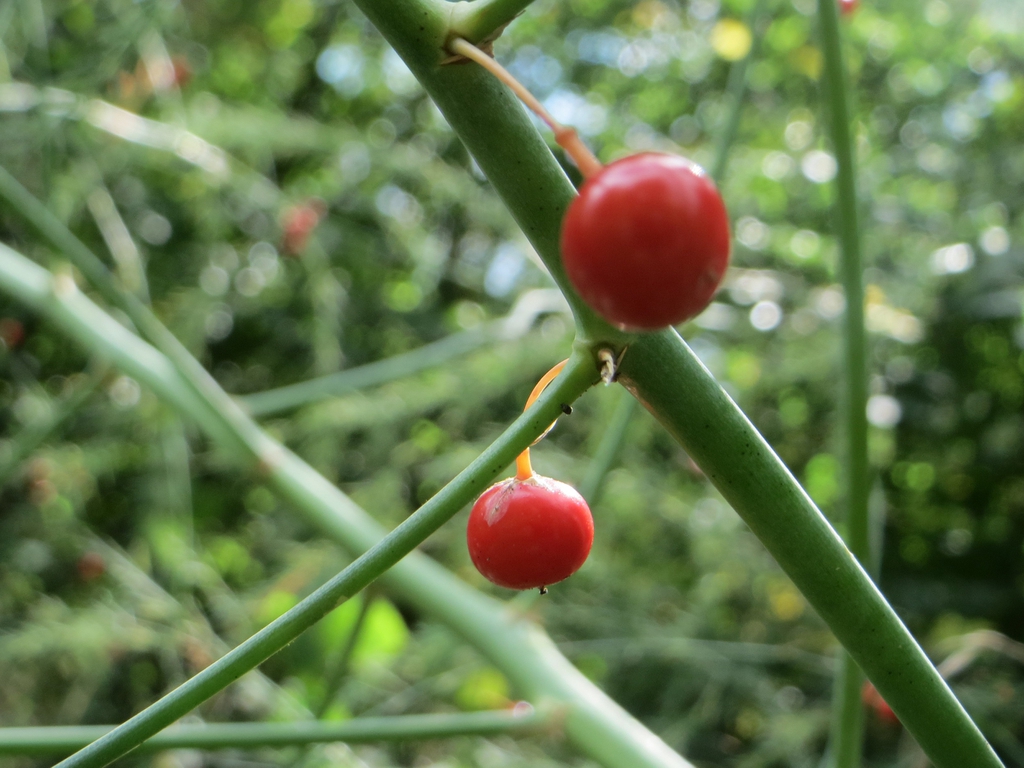 Fruit