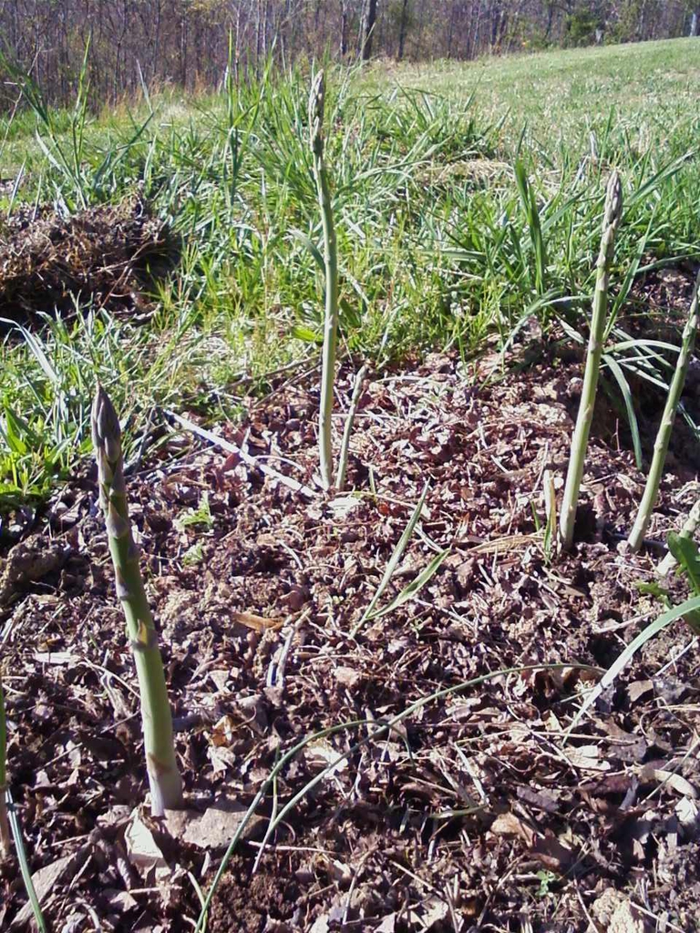 Stems