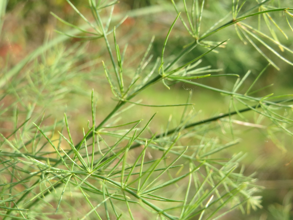 Stem