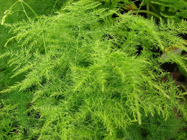 Asparagus setaceus habit