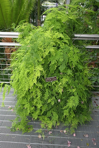 Asparagus setaceus in a container
