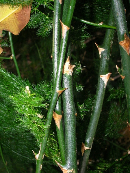 Asparagus setaceus stem