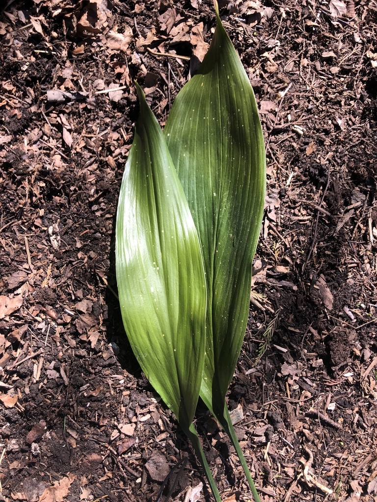 Aspidistra elatior