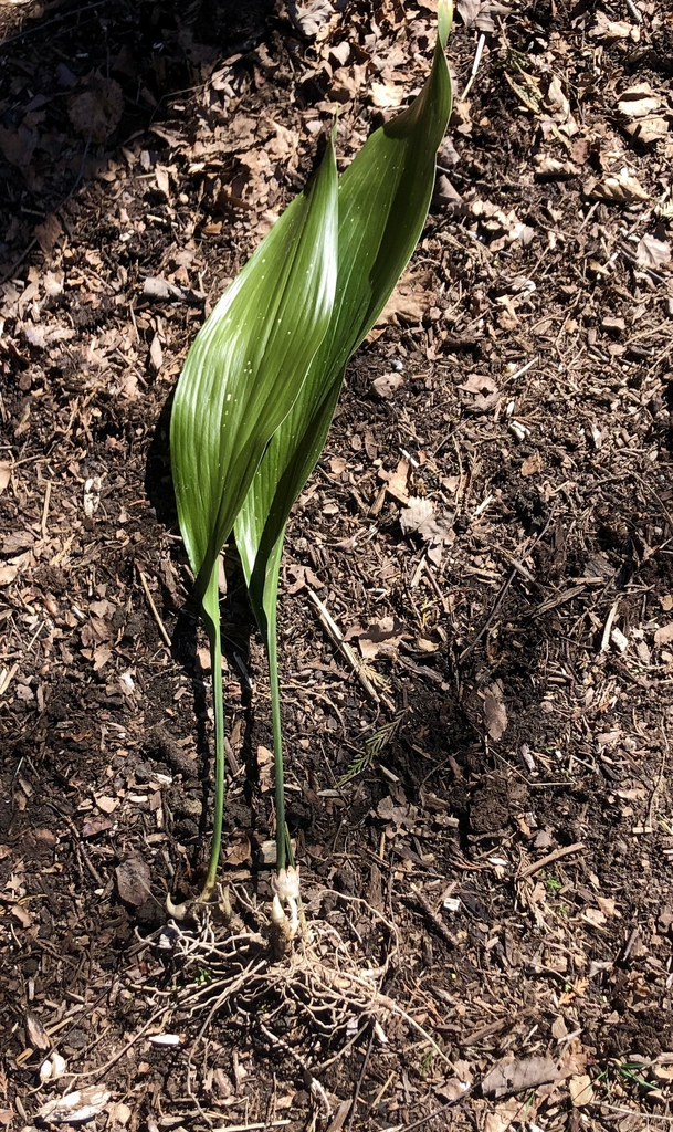 Aspidistra elatior
