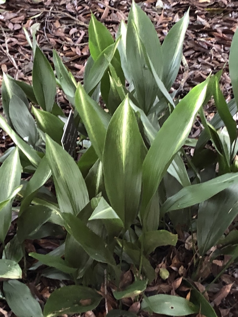 Aspidistra elatior
