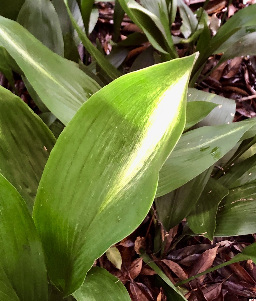 Aspidistra elatior