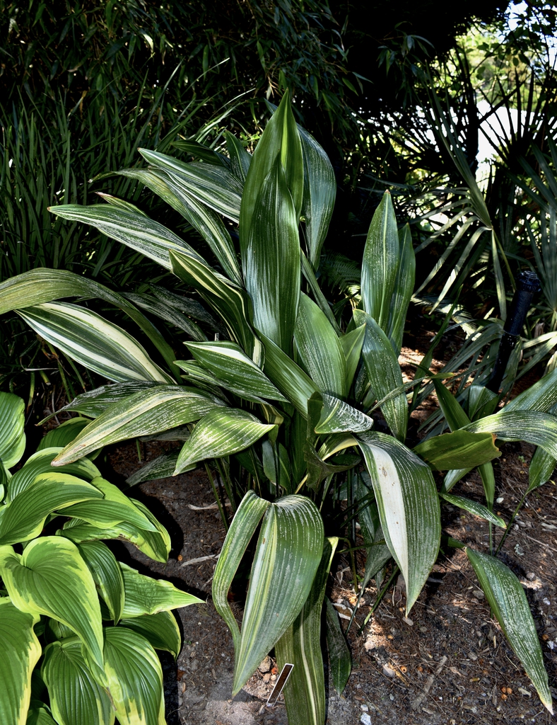 'Okame' - Form - April 22 - Wake Co., NC