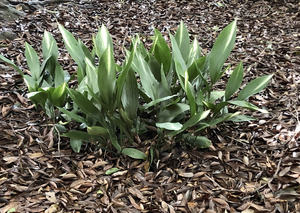 Aspidistra elatior