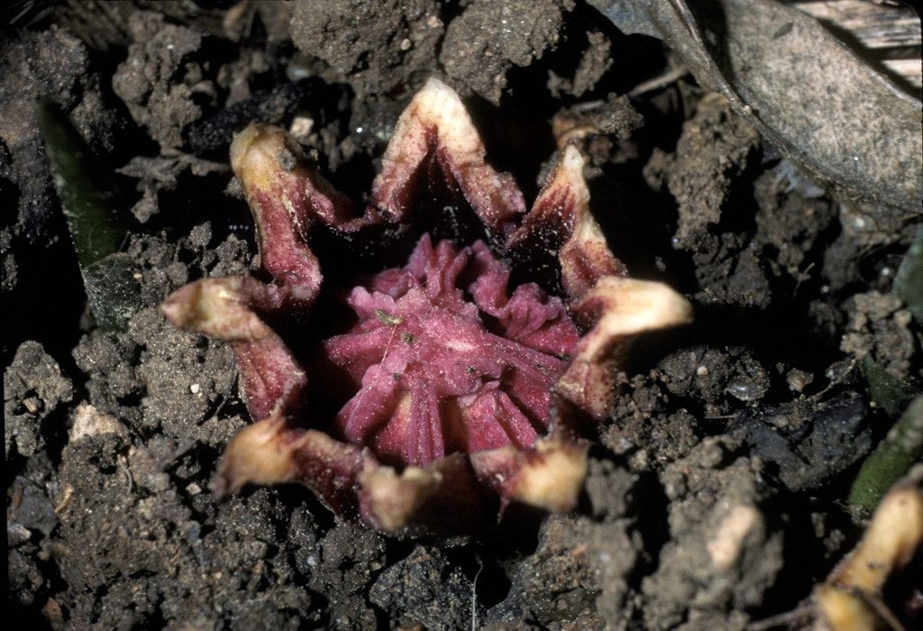 Flower of A. elatior