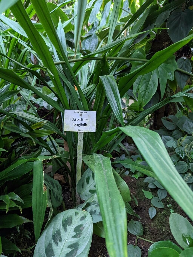 Form of A. longifolia