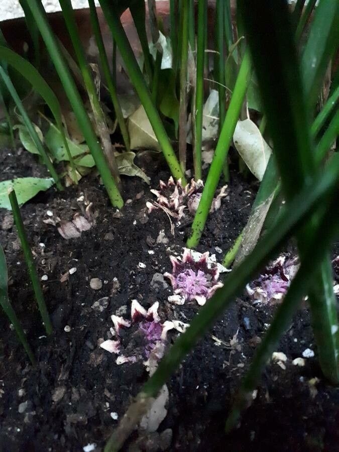 Flowers of A. lurida