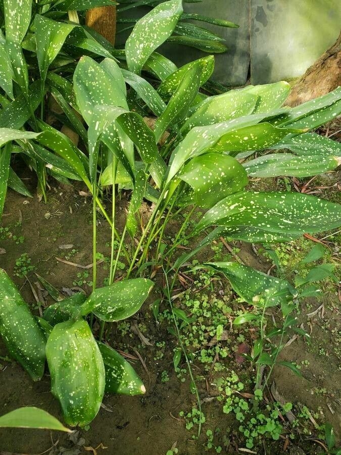 Spotted leaves of A. sichuanensis