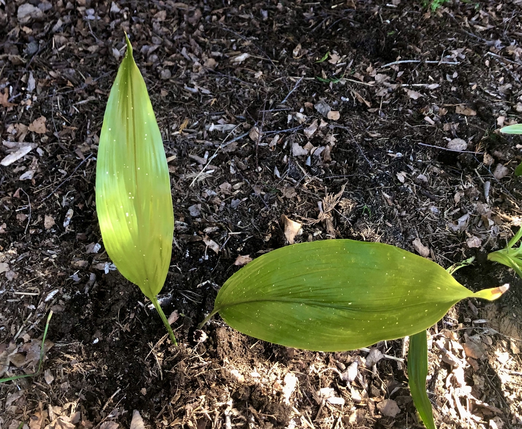 Aspidistra elatior
