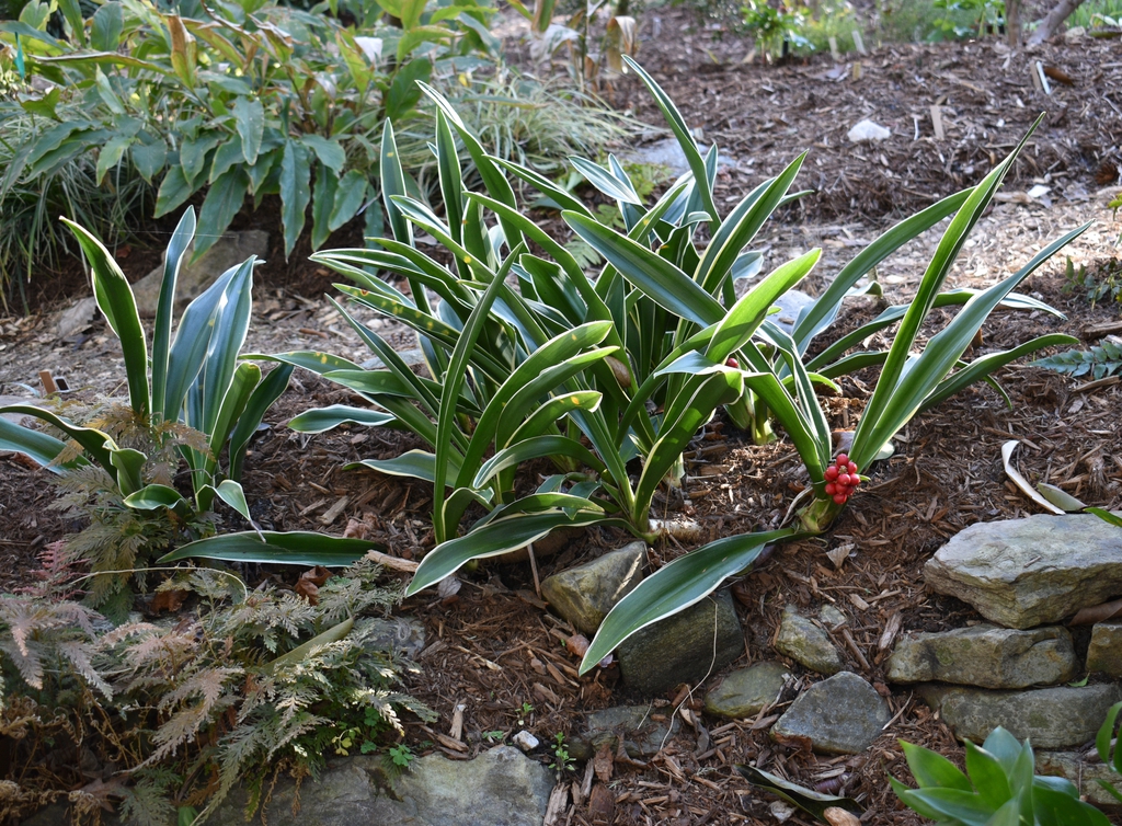 Plants in Shade - Wake Co., NC