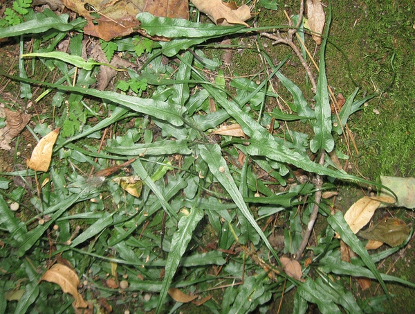A group of plants with narrow, lanceolate fronds.