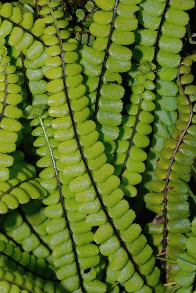Asplenium trichomanes