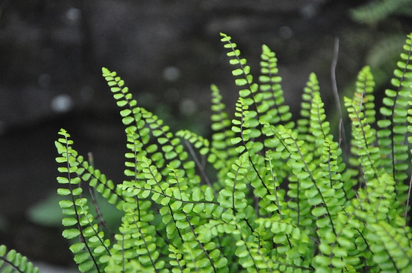 Asplenium trichomanes