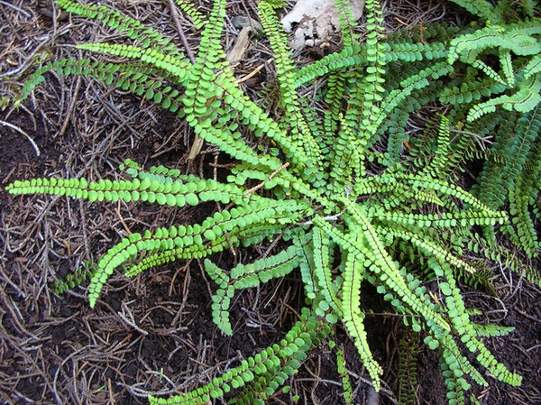 Asplenium trichomanes