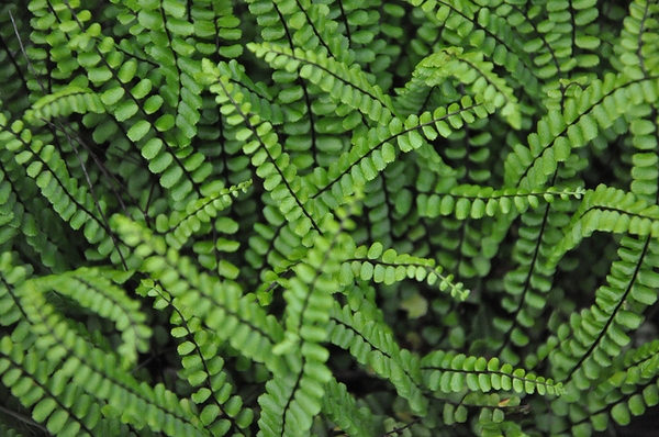 Asplenium trichomanes