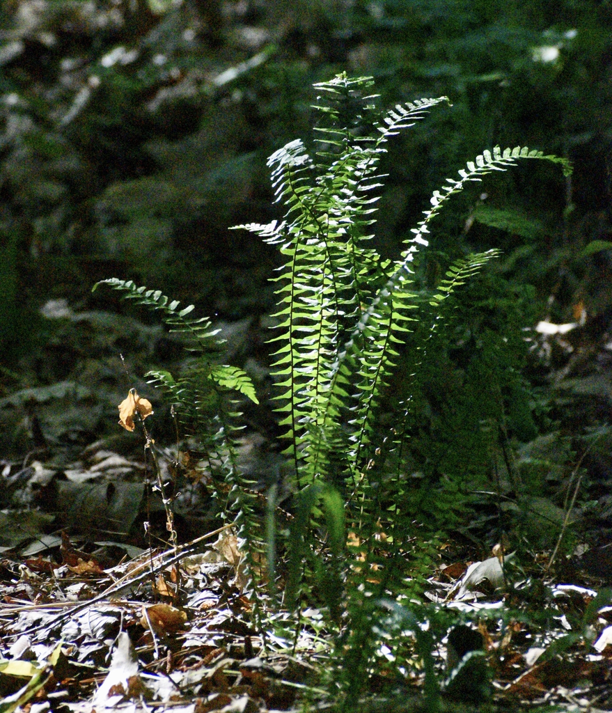 Plant Form - Halifax Co., NC