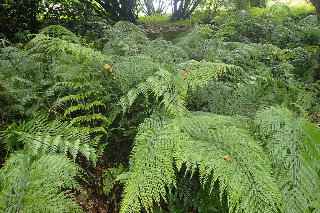Asplenium bulbiferum