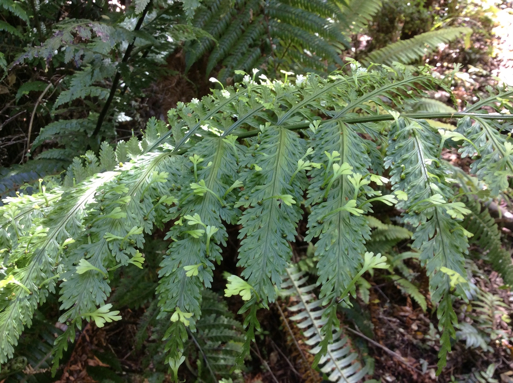 frond with small plants growing from it.