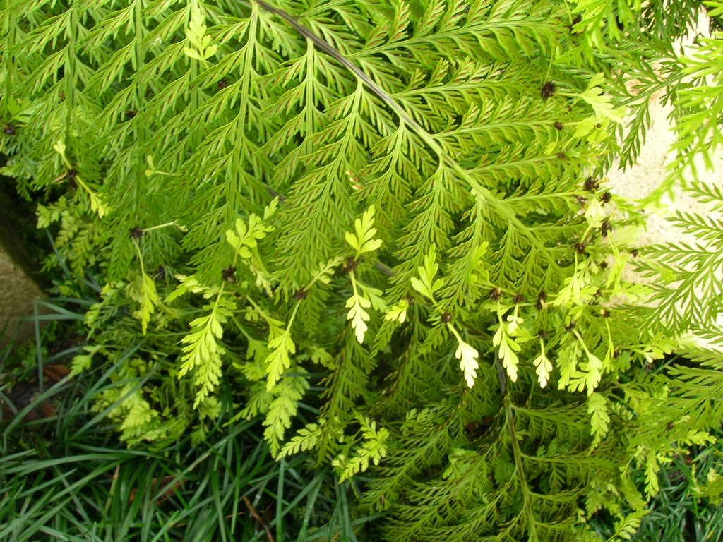 Asplenium bulbiferum