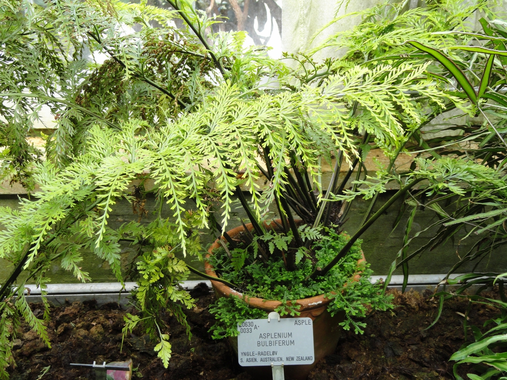 Asplenium bulbiferum