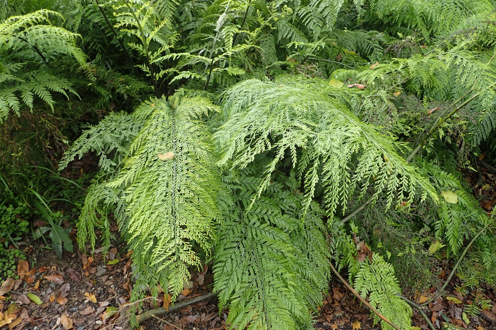 Asplenium bulbiferum