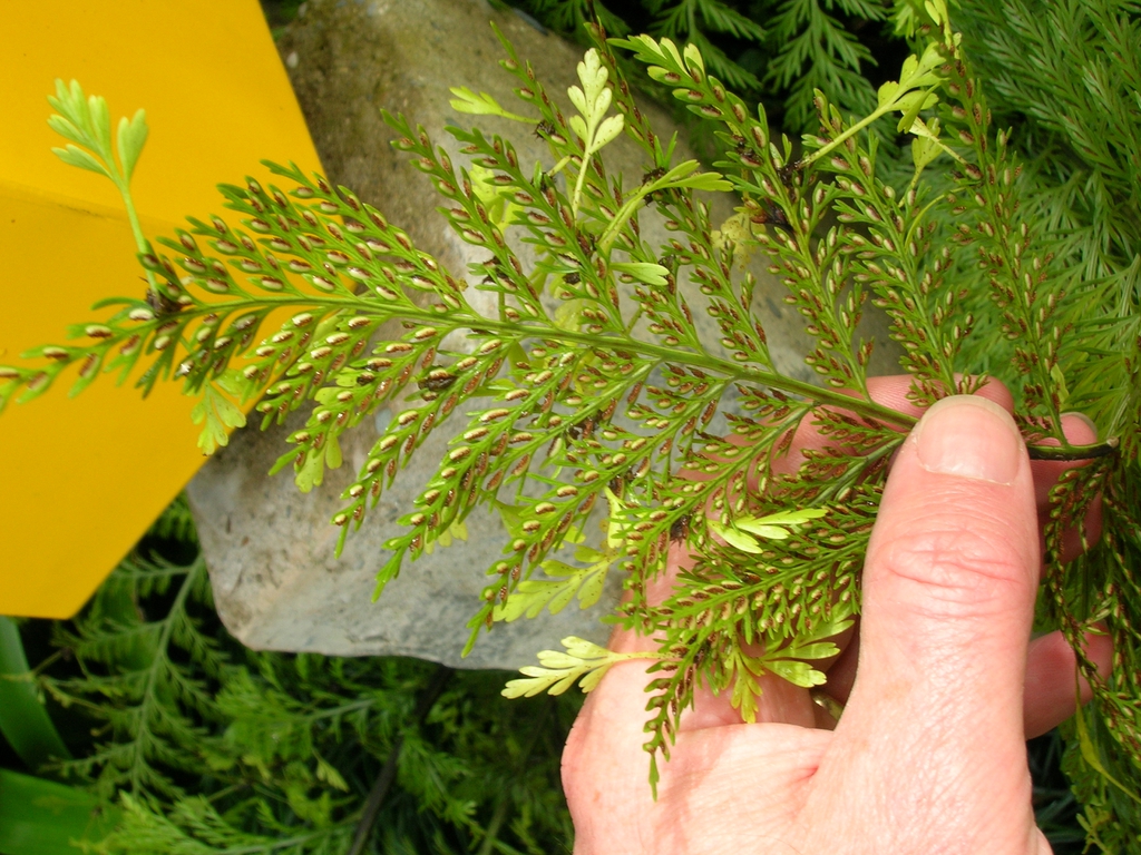 frond with small plants growing from it.