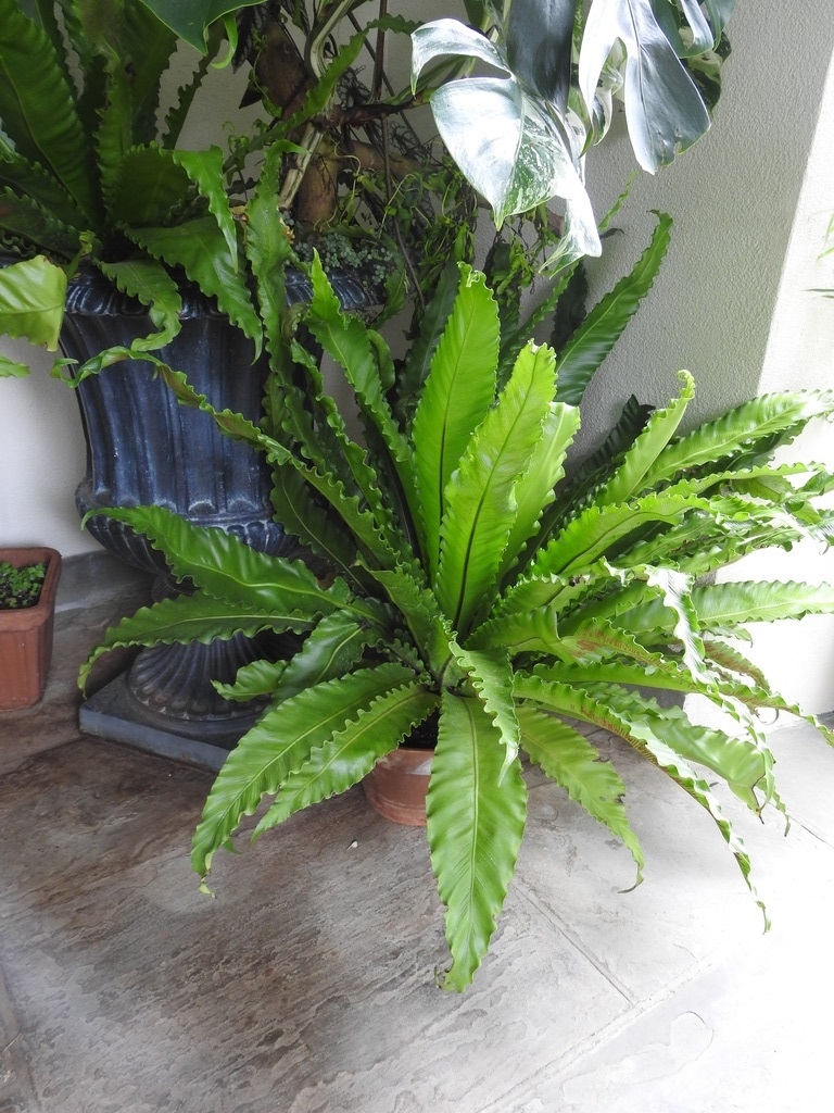 Form