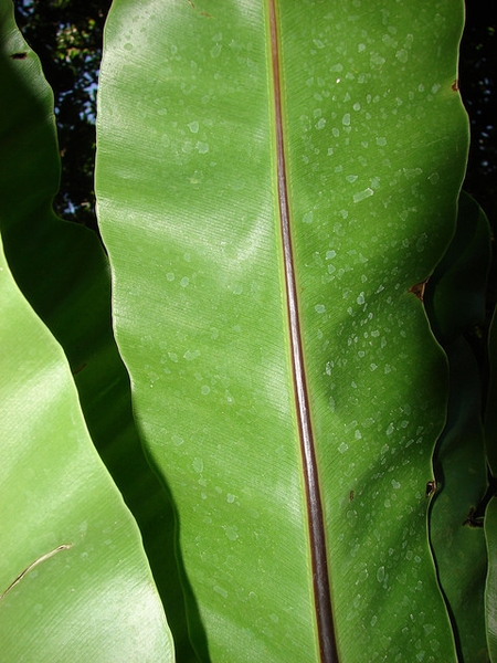 Asplenium nidus leaf