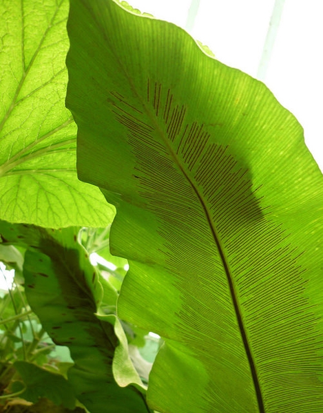 Leaf underside with brown parallel lines, which are sporangia.