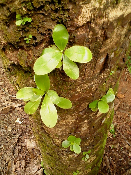 Small plants growing on a tree trunk