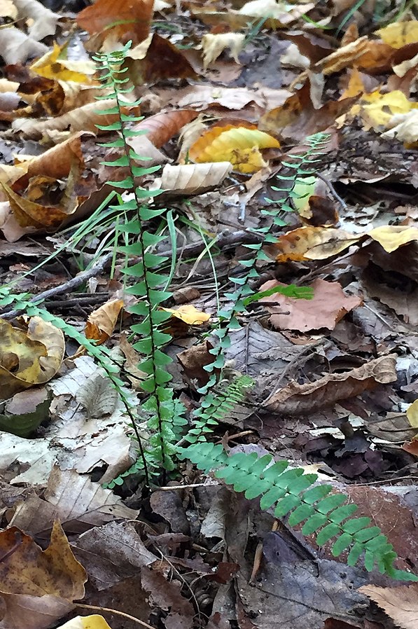 Asplenium platyneuron