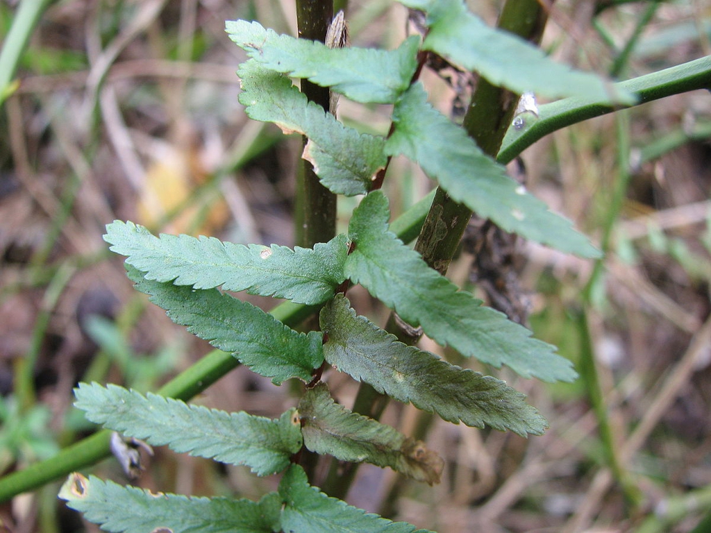Asplenium platyneuron