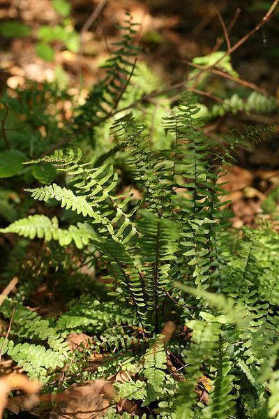 Asplenium platyneuron
