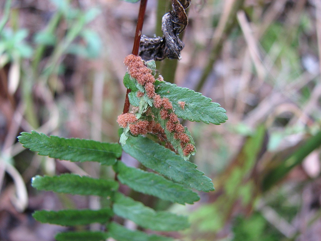 Asplenium platyneuron