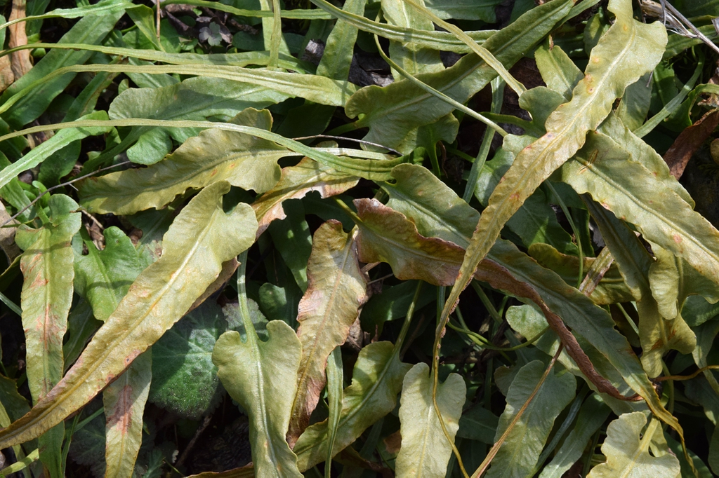 Foliage of fern with simple, lanceolate fronds.