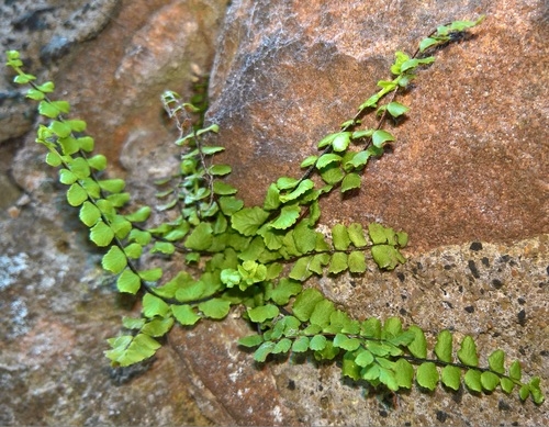 Asplenium trichomanes