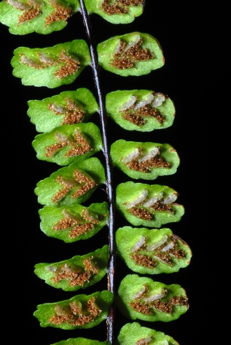 Asplenium trichomanes sori