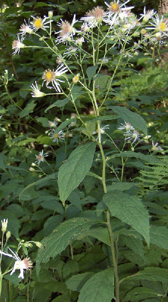 Form