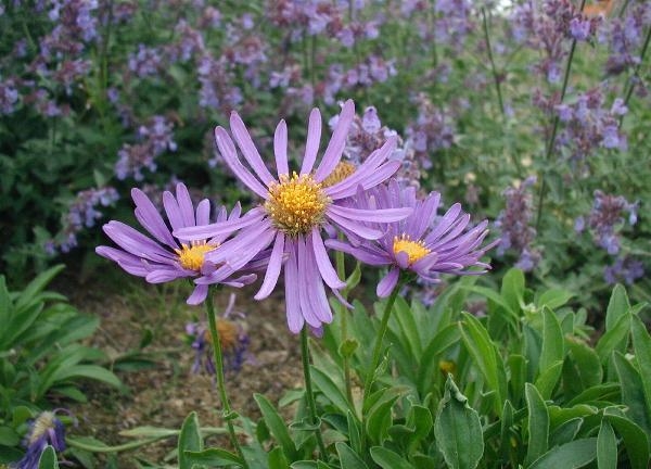 A. alpinus flower. Native to mountains of Europe