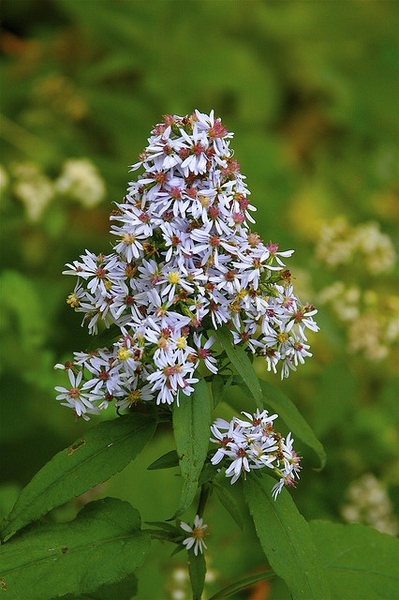 Symphyotrichum cordifolium