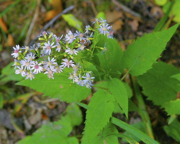 Symphyotrichum cordifolium