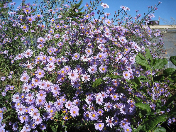 Form in bloom