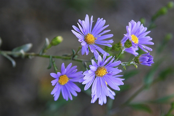 Flowers are lavendar rays surrounding yellow disc flowers