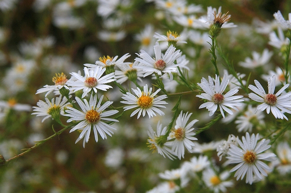 Late season flowers cover the plant.